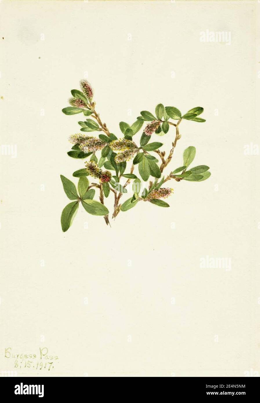 Mary Vaux Walcott - Rock Willow (Salix petrophila) Stock Photo