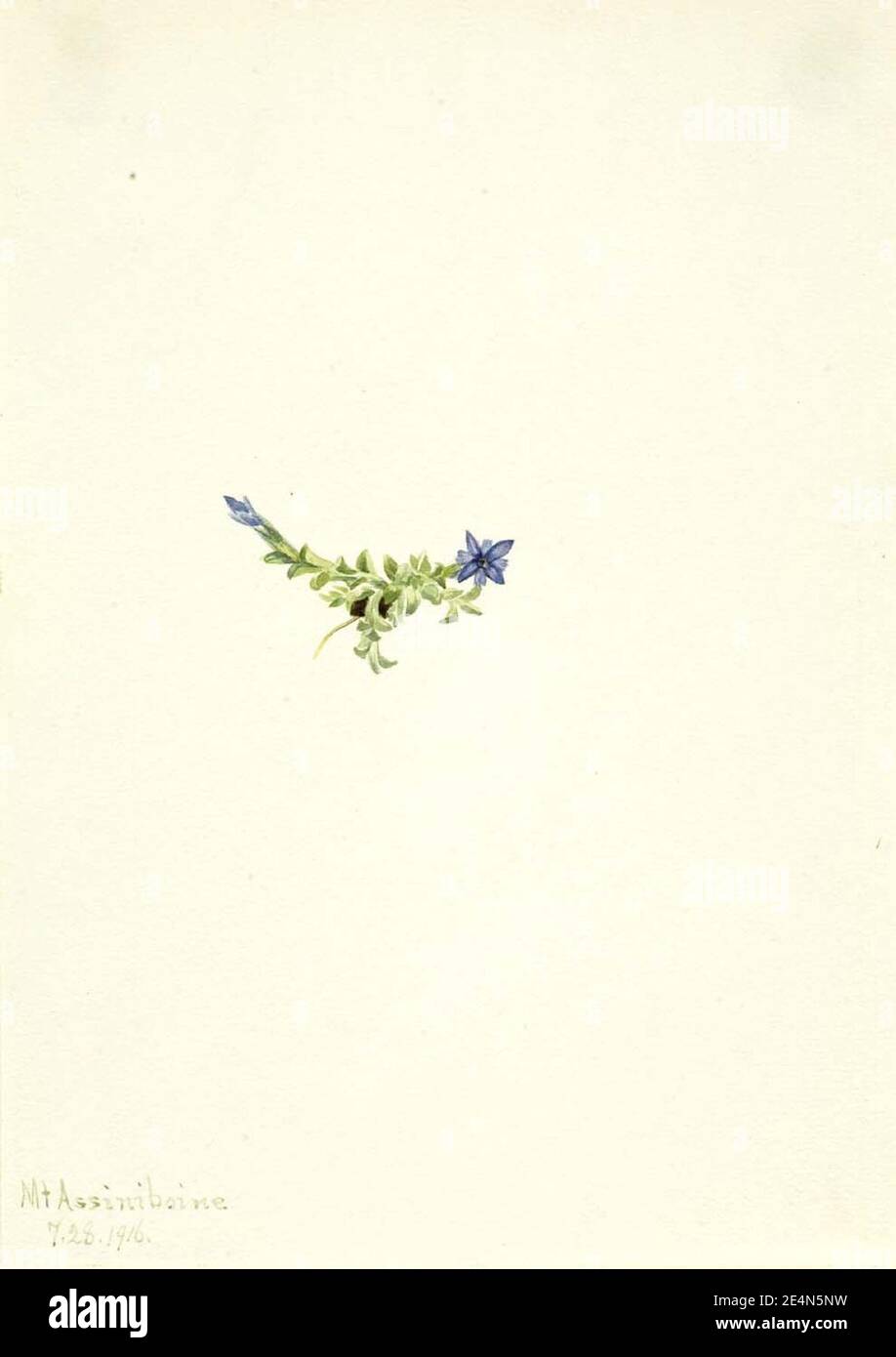 Mary Vaux Walcott - Moss Gentian (Gentiana prostrata) Stock Photo