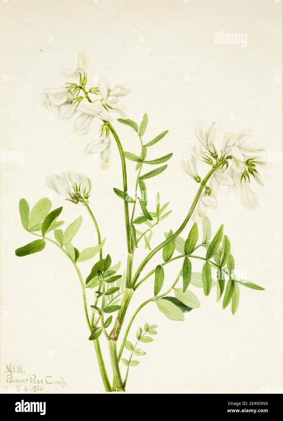Mary Vaux Walcott - Sweetvetch (Hedysarum mackenzii) Stock Photo