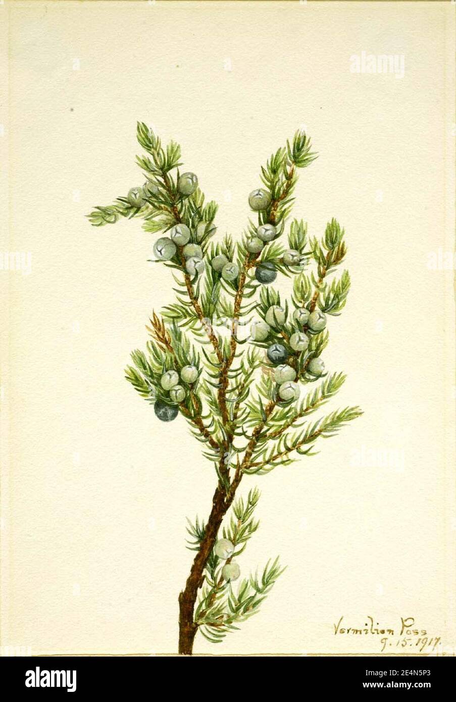 Mary Vaux Walcott - Mountain Juniper (Juniperus sibirica) Stock Photo