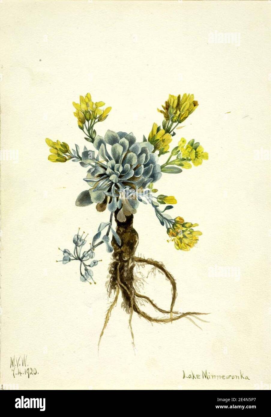 Mary Vaux Walcott - Double Bladderpod (Physaria didymocarpa) Stock Photo