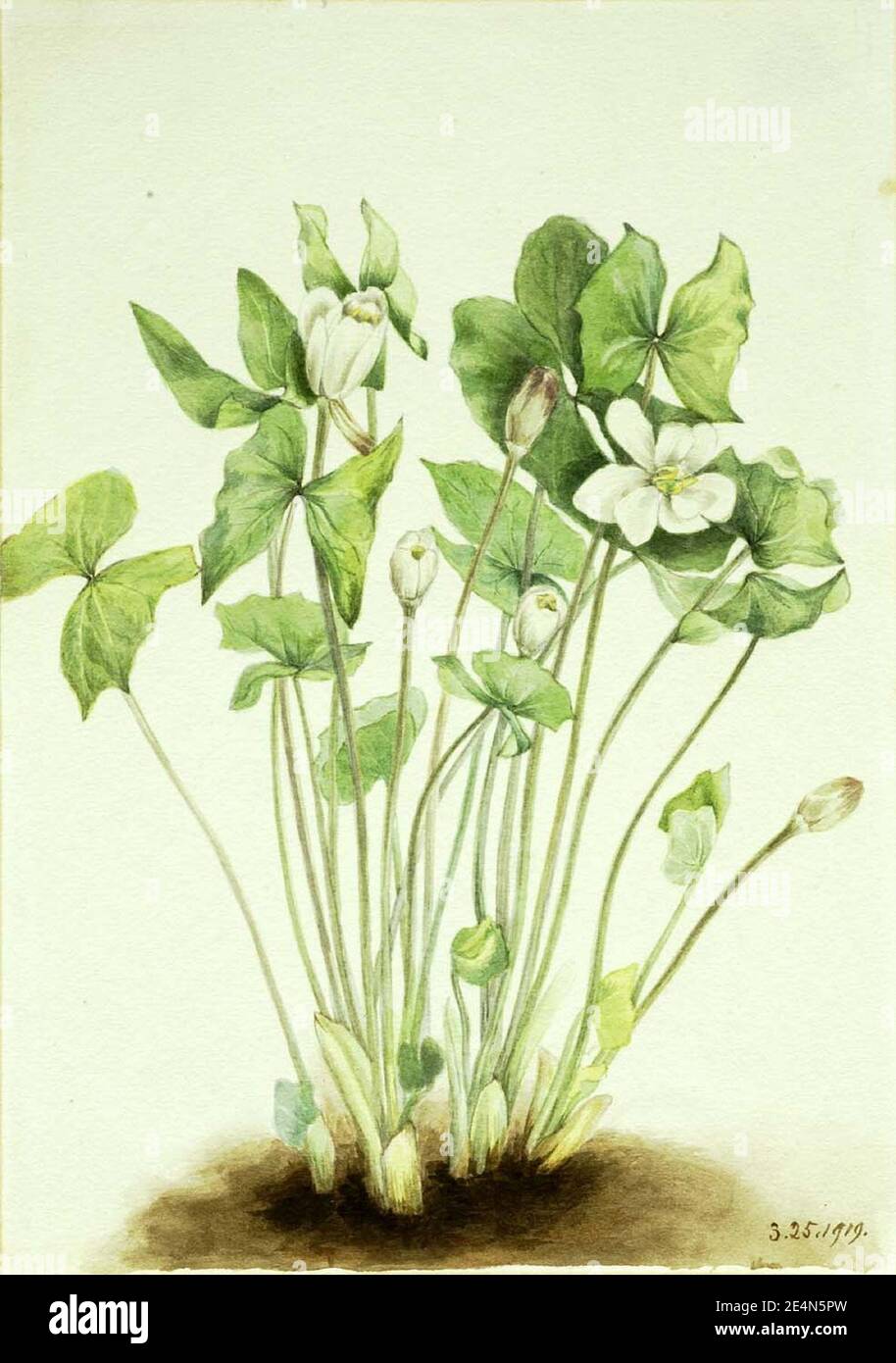 Mary Vaux Walcott - Twinleaf (Jeffersonia diphylla) Stock Photo