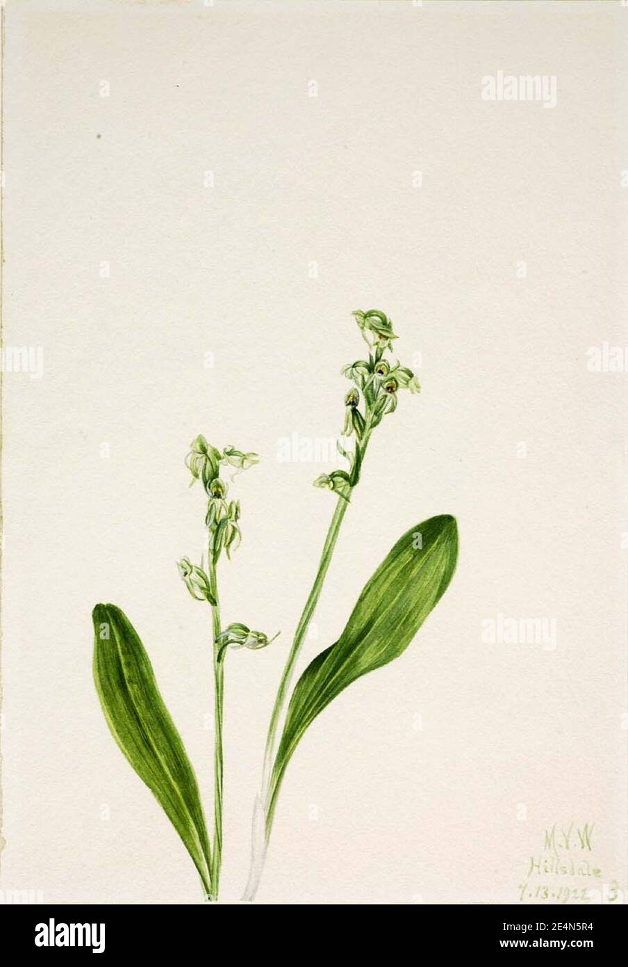 Mary Vaux Walcott - One-Leaf-Bog-Orchid (Habenaria obtusata) Stock Photo