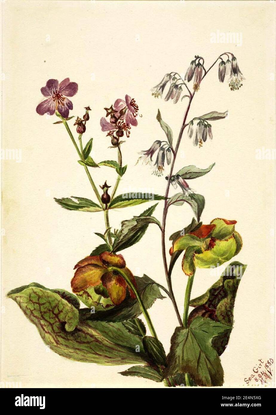 Mary Vaux Walcott - Meadow Beauty (Rhexia virginica), Rattlesnake Roat (Nabalus albus), Pitcherplant (Sarracenia purpurea) Stock Photo