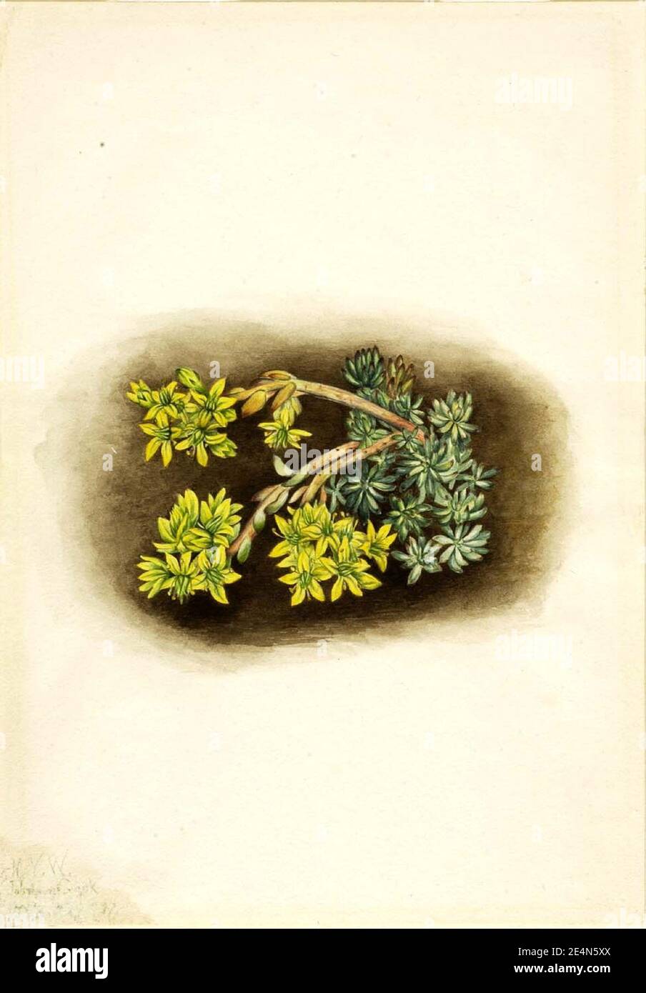 Mary Vaux Walcott - Yellow Stonecrop (Sedum stenopetalum) Stock Photo