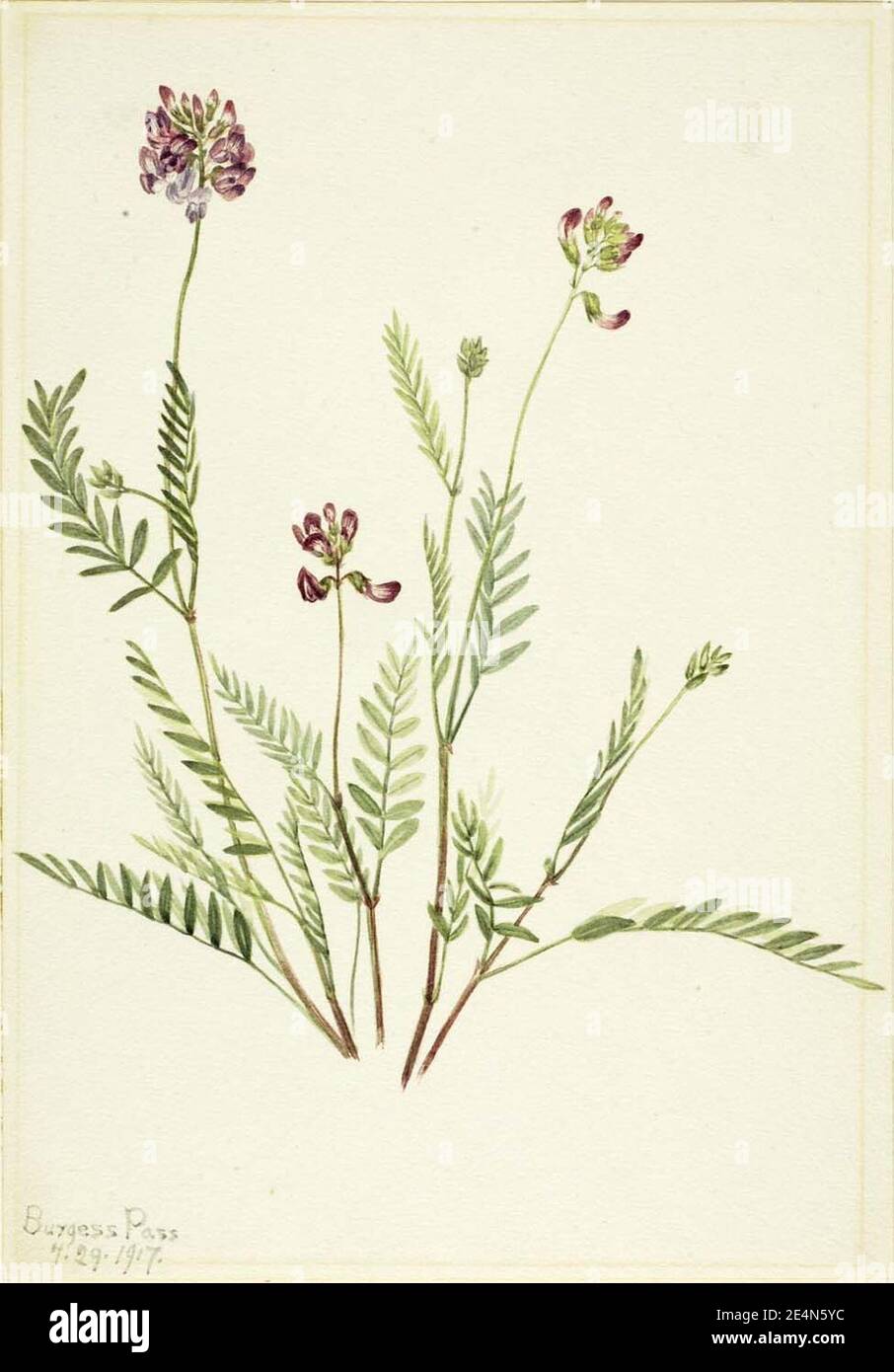Mary Vaux Walcott - Alpine Vetch (Astragalus bourgovii) Stock Photo