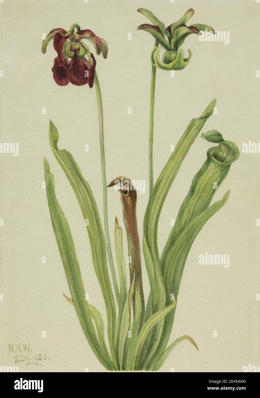 Mary Vaux Walcott - Sweet Pitcherplant (Sarracenia rubra) Stock Photo