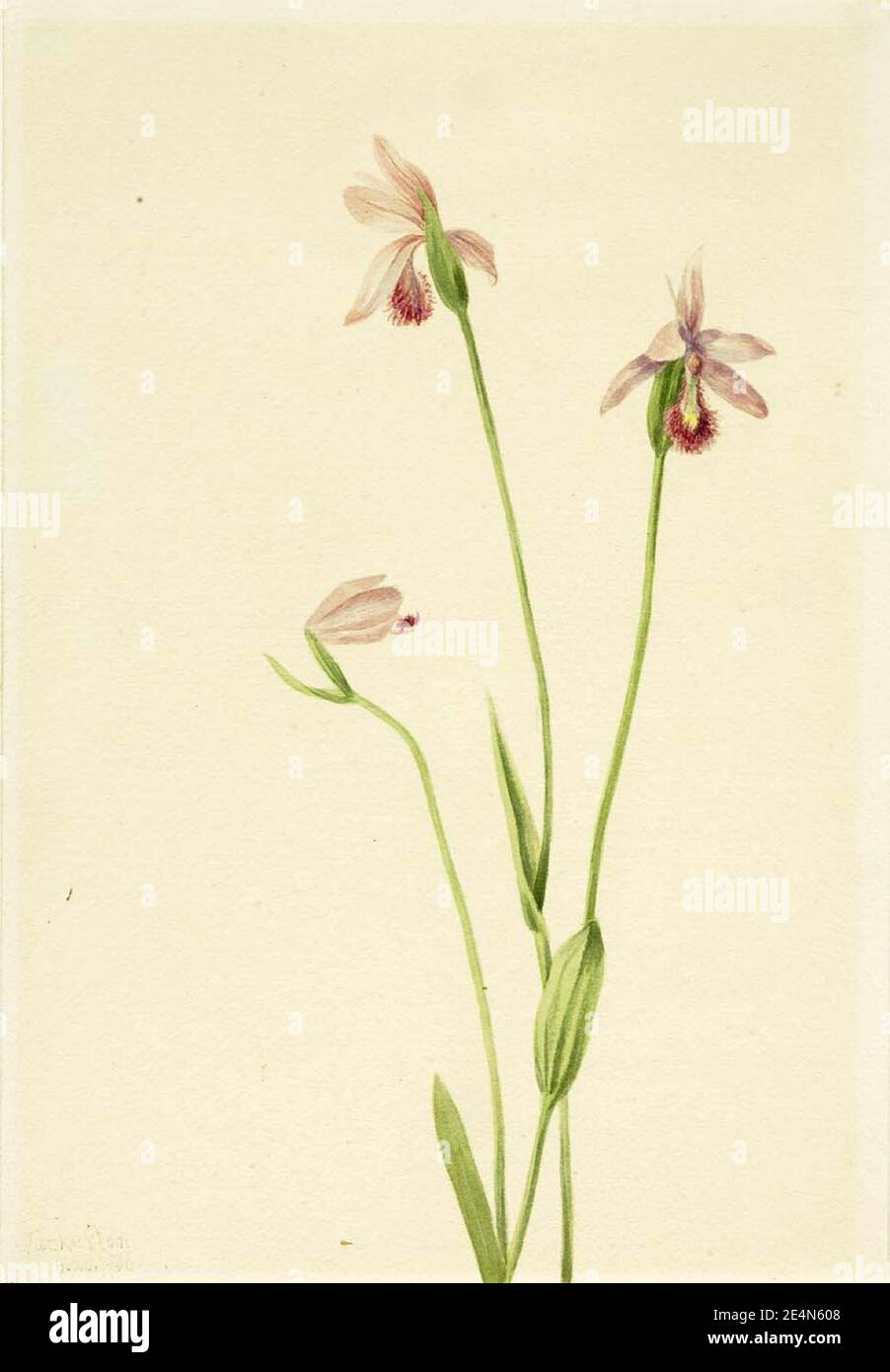 Mary Vaux Walcott - Rose Pogonia (Pogonia ophioglossoides) Stock Photo