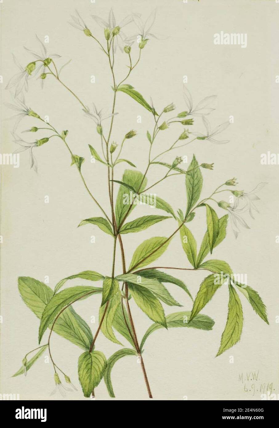 Mary Vaux Walcott - Bowmansroot (Porteranthus trifoliatus) Stock Photo