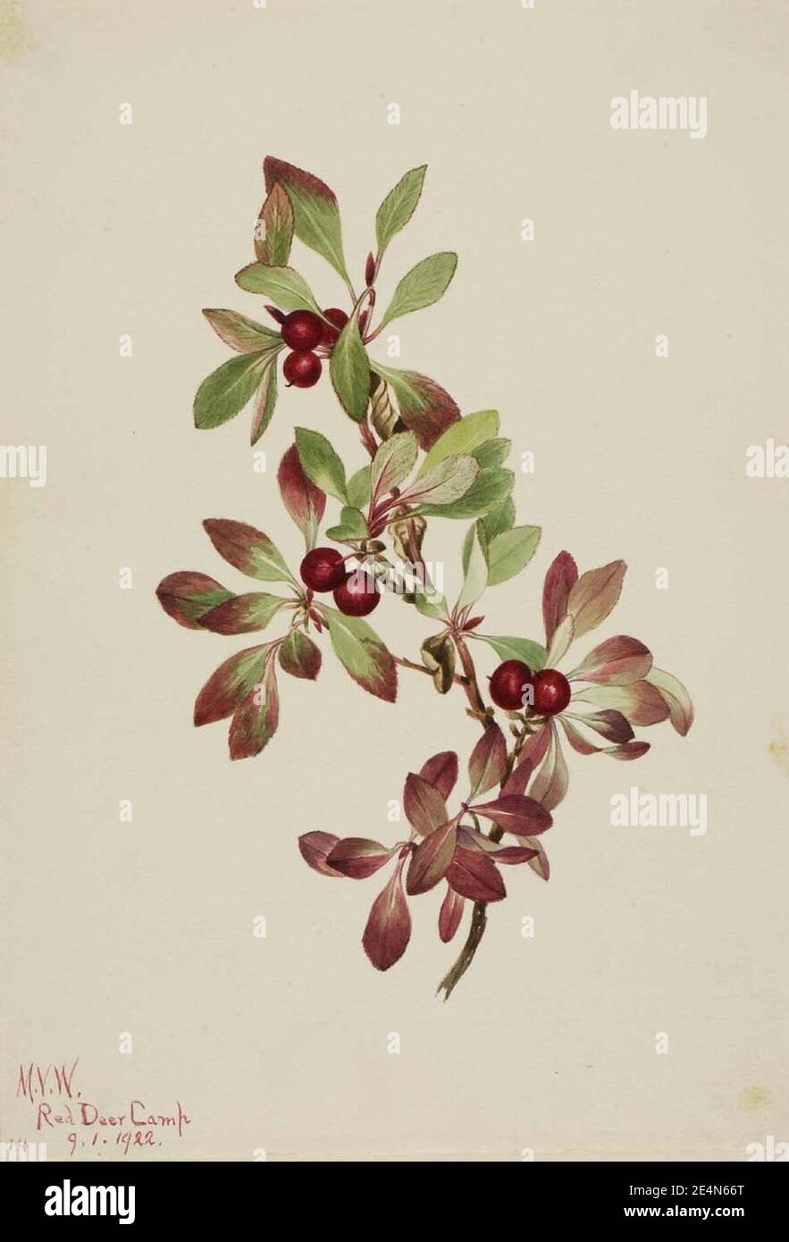 Mary Vaux Walcott - Ptarmiganberry (Arctous alpina) Stock Photo
