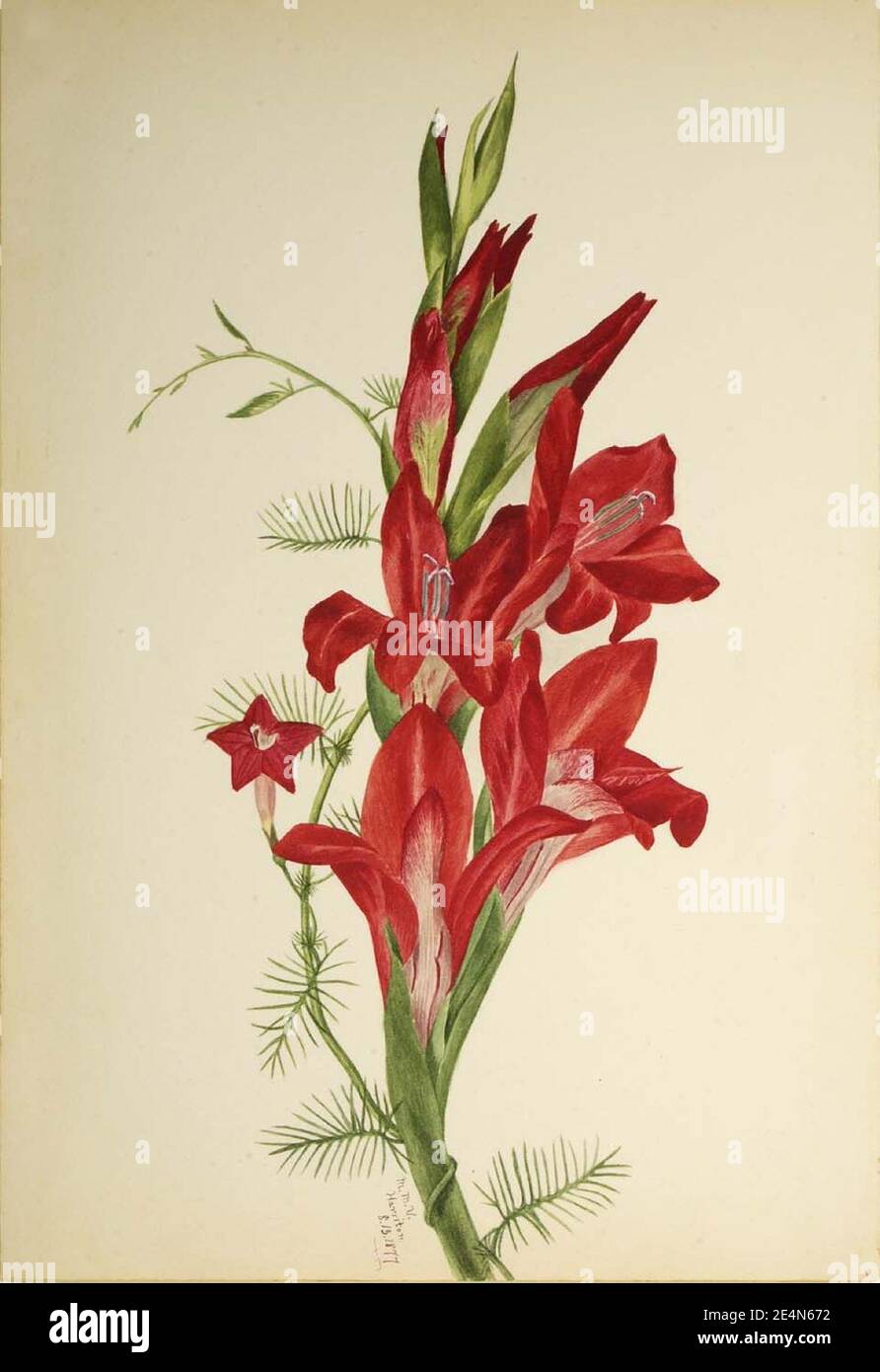 Mary Vaux Walcott - Cannas and Cypress Vine (Canna species and Ipomoea quamoclit) Stock Photo