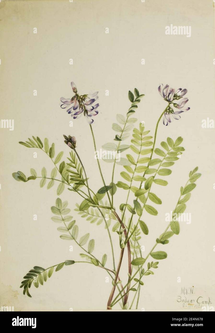 Mary Vaux Walcott - Alpine Milkvetch (Astragalus alpinus) Stock Photo