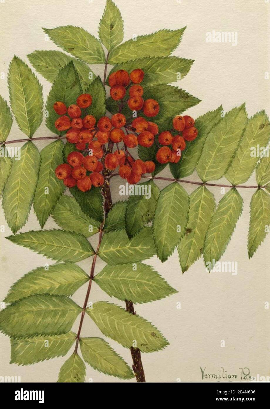 Mary Vaux Walcott - Western Mountain Ash (Sorbus sambucifolia) Stock Photo