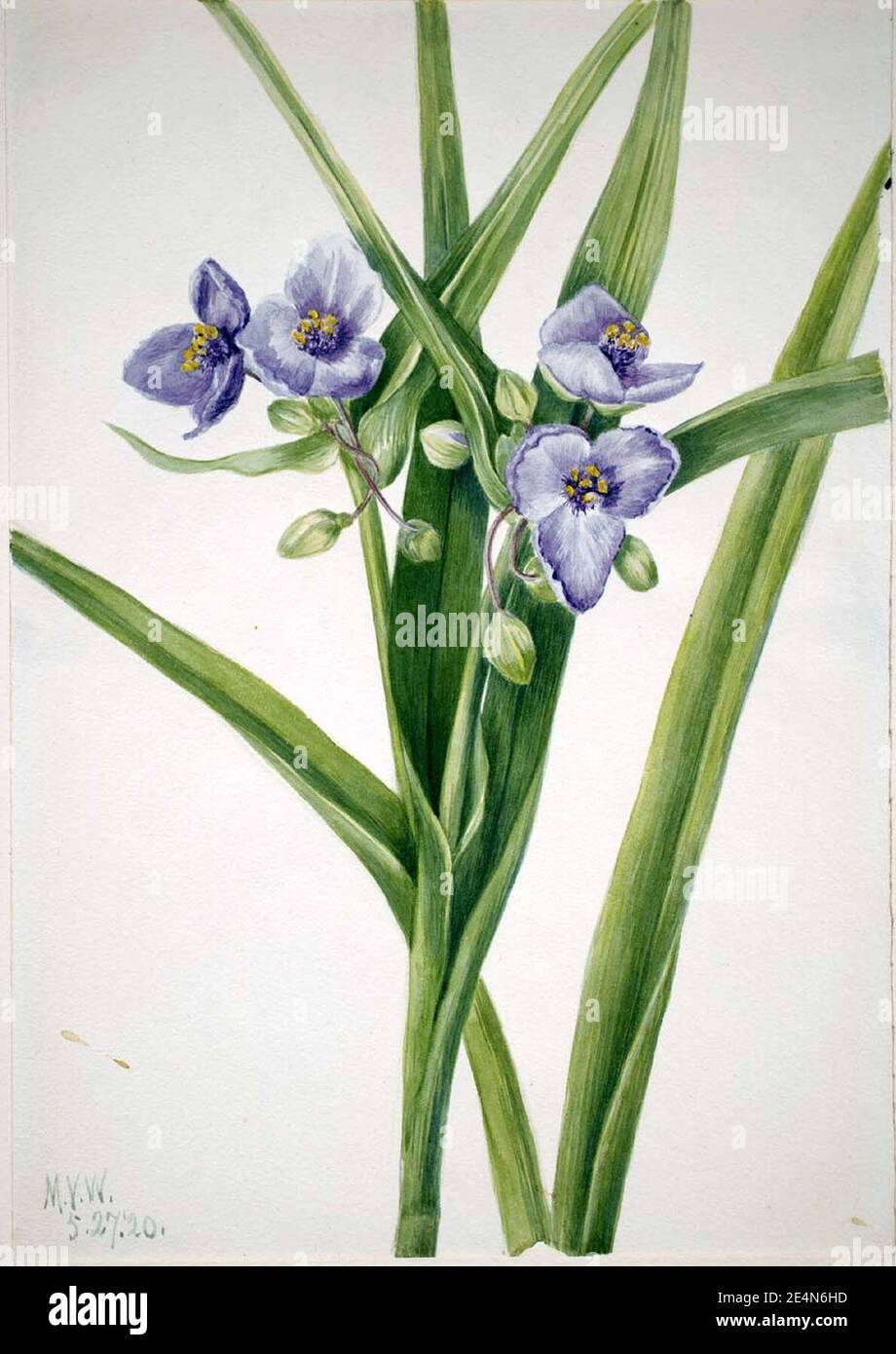 Mary Vaux Walcott - Virginia Spiderwort (Tradescantia virginiana) Stock Photo