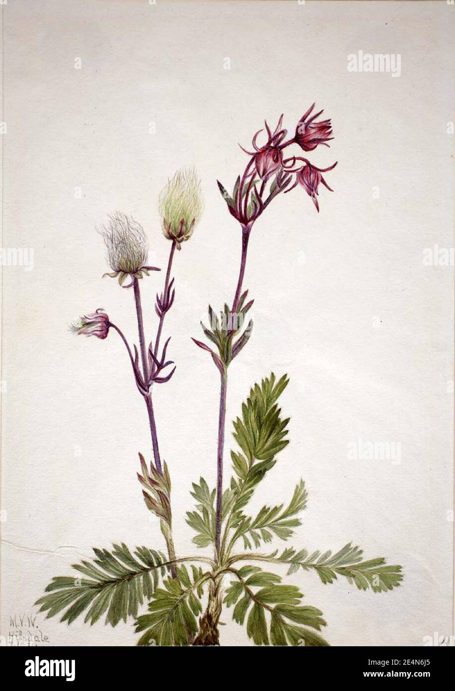 Mary Vaux Walcott - Prairie-Smoke (Sieversia ciliata) Stock Photo