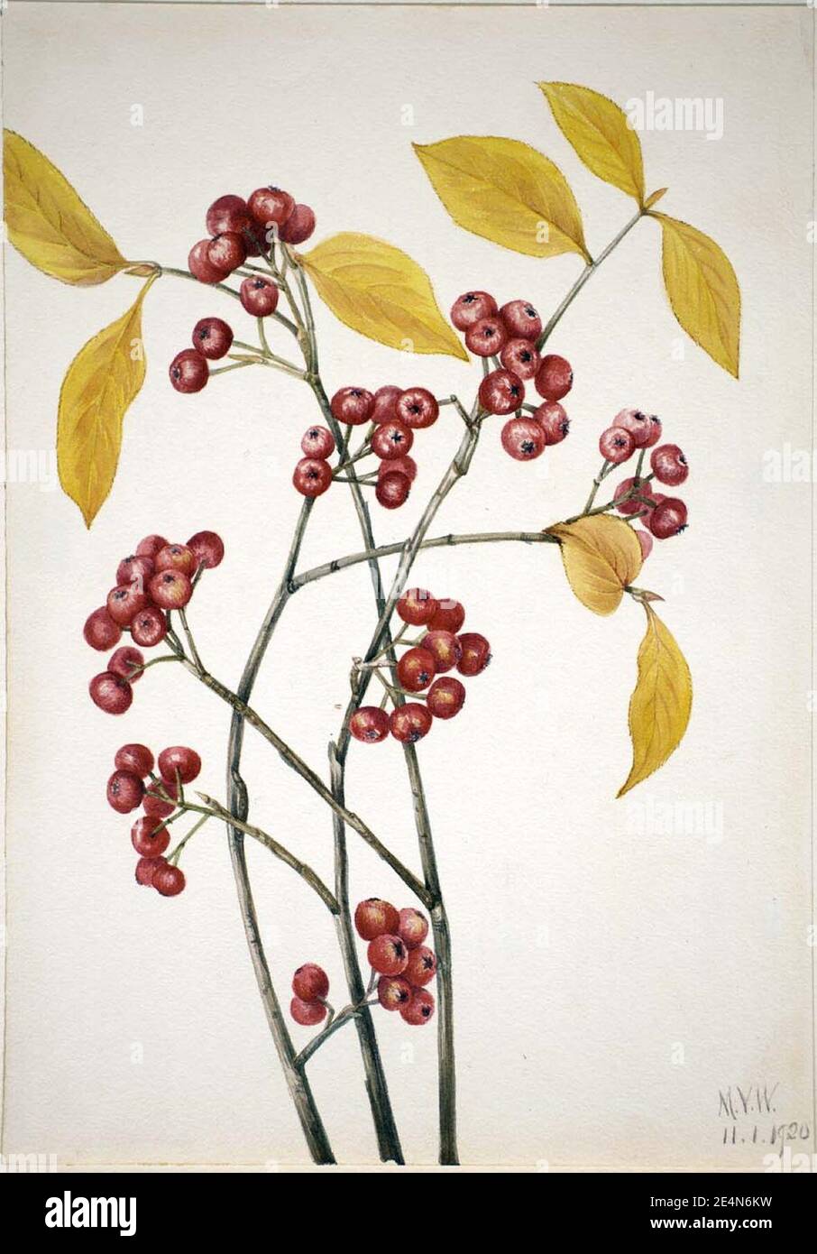 Mary Vaux Walcott - Red Chokeberry (Aronia arbutifolia) Stock Photo