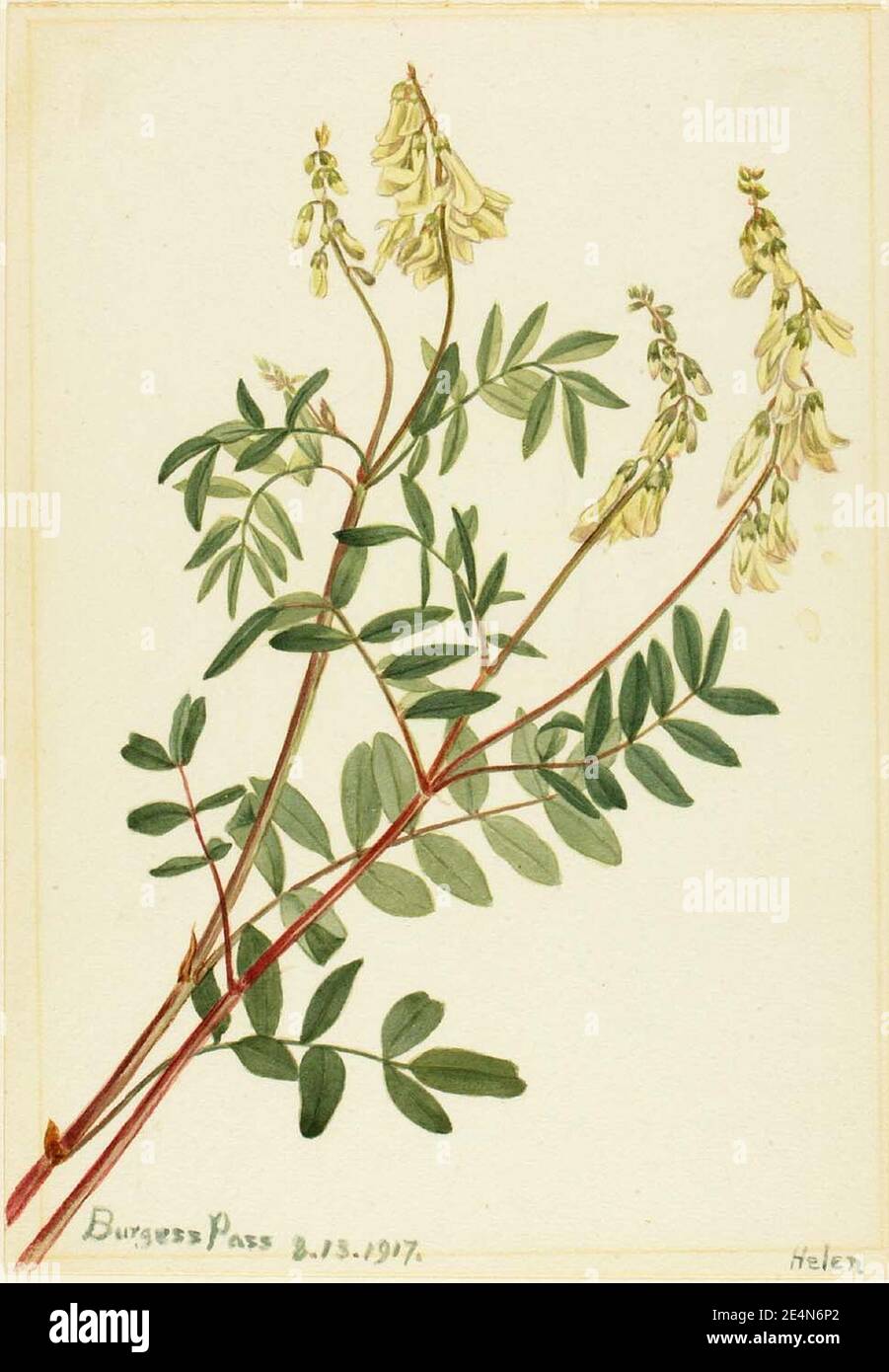 Mary Vaux Walcott - Hedysarum (Hedysarum sulphurescens) Stock Photo