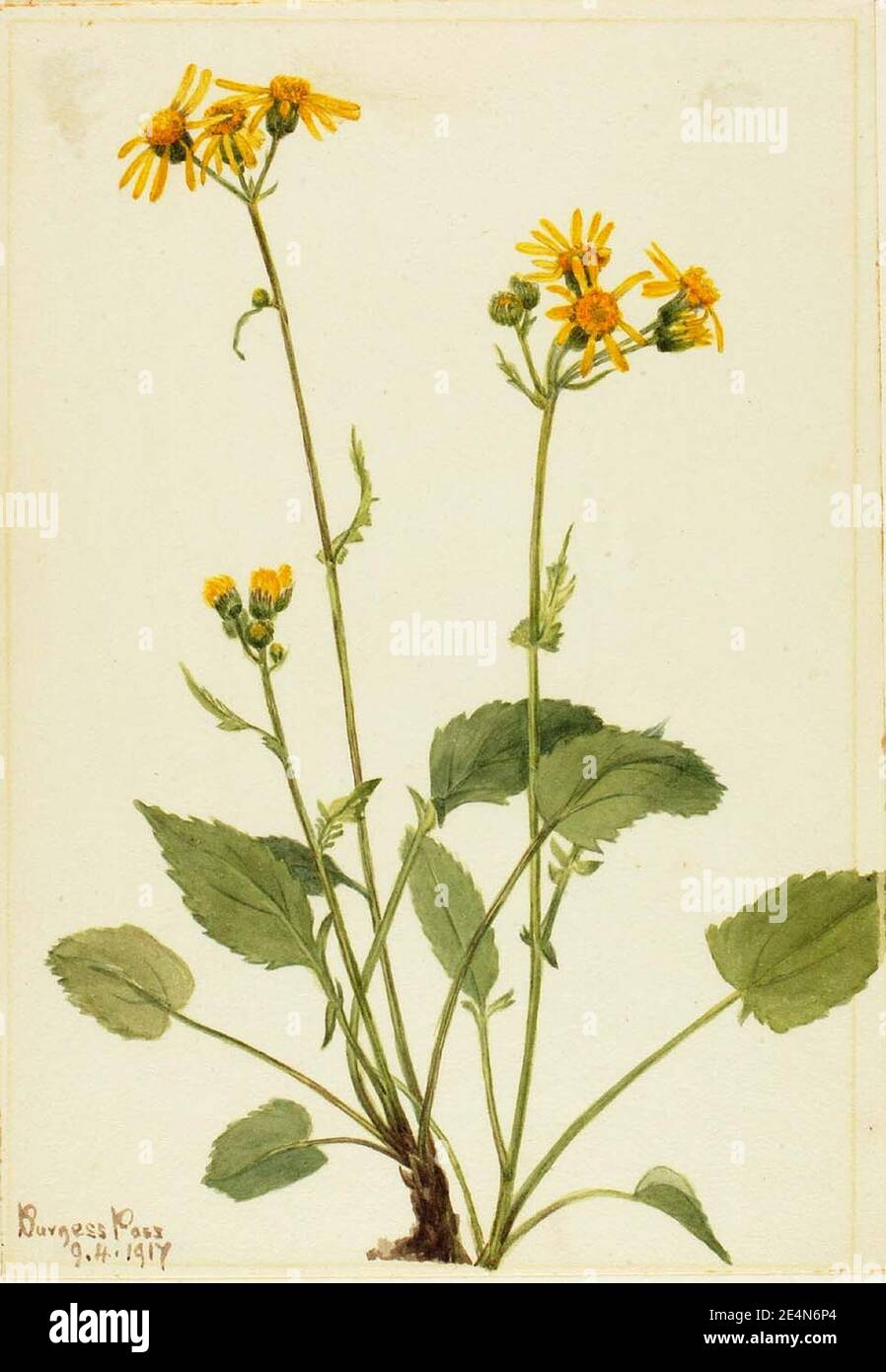 Mary Vaux Walcott - Ragwort (Senecio burkei) Stock Photo