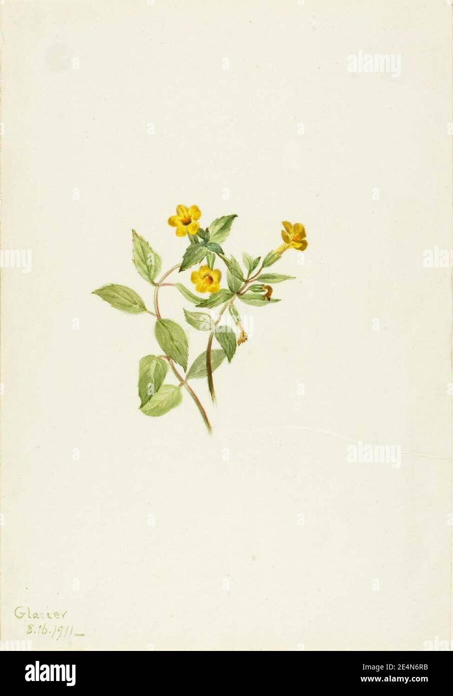 Mary Vaux Walcott - Musk-Flower (Mimulus moschatus) Stock Photo