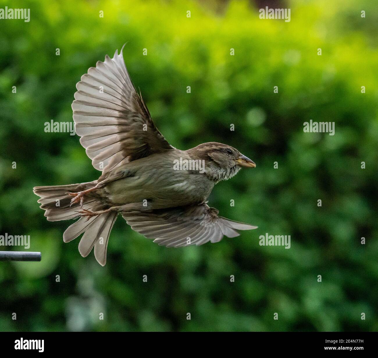 Sparrow Mid-flight Stock Photo