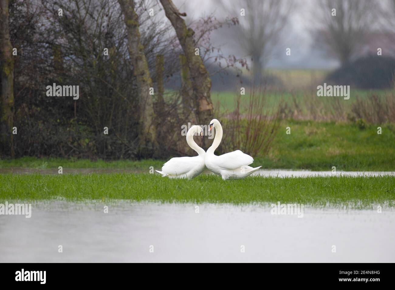 Pair mute swans pair bonding hires stock photography and images Alamy