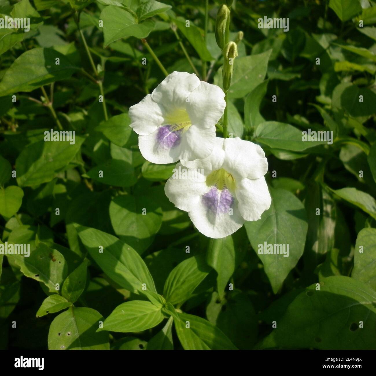 Two white and light purple mixed flowers close to each other Stock Photo