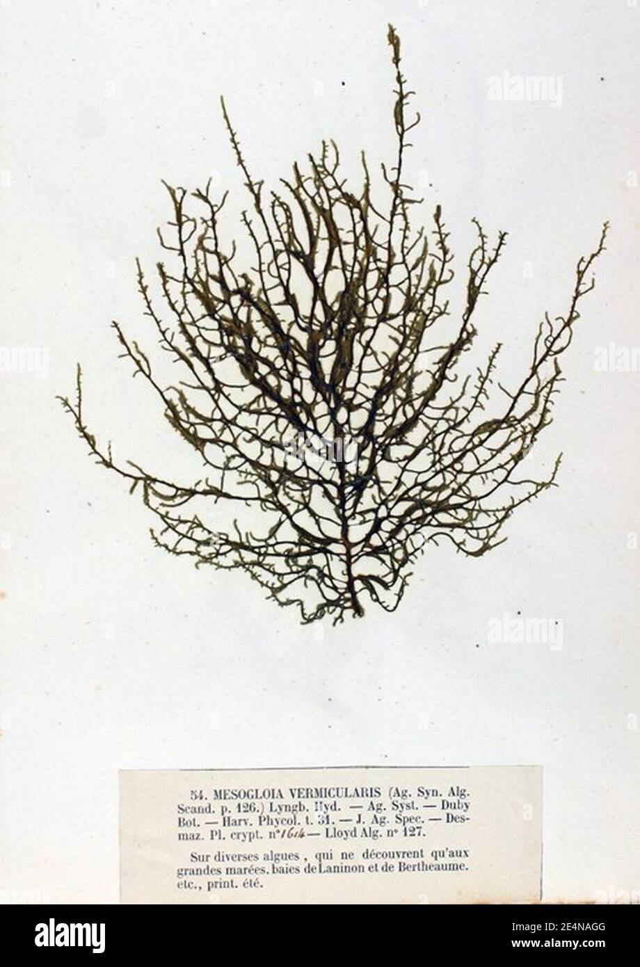 Mesogloia vermiculata 1 Crouan Stock Photo Alamy