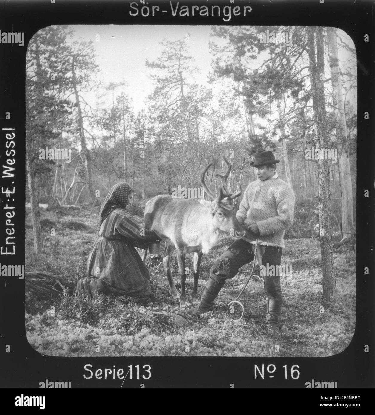 Melking av reinsdyr i skogen, Mutkavarre (Eidfjell), Sør- Varanger, Finnmark, før 1900 Stock Photo