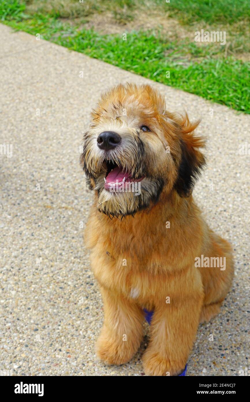 Wheaten terrier hotsell puppy pictures