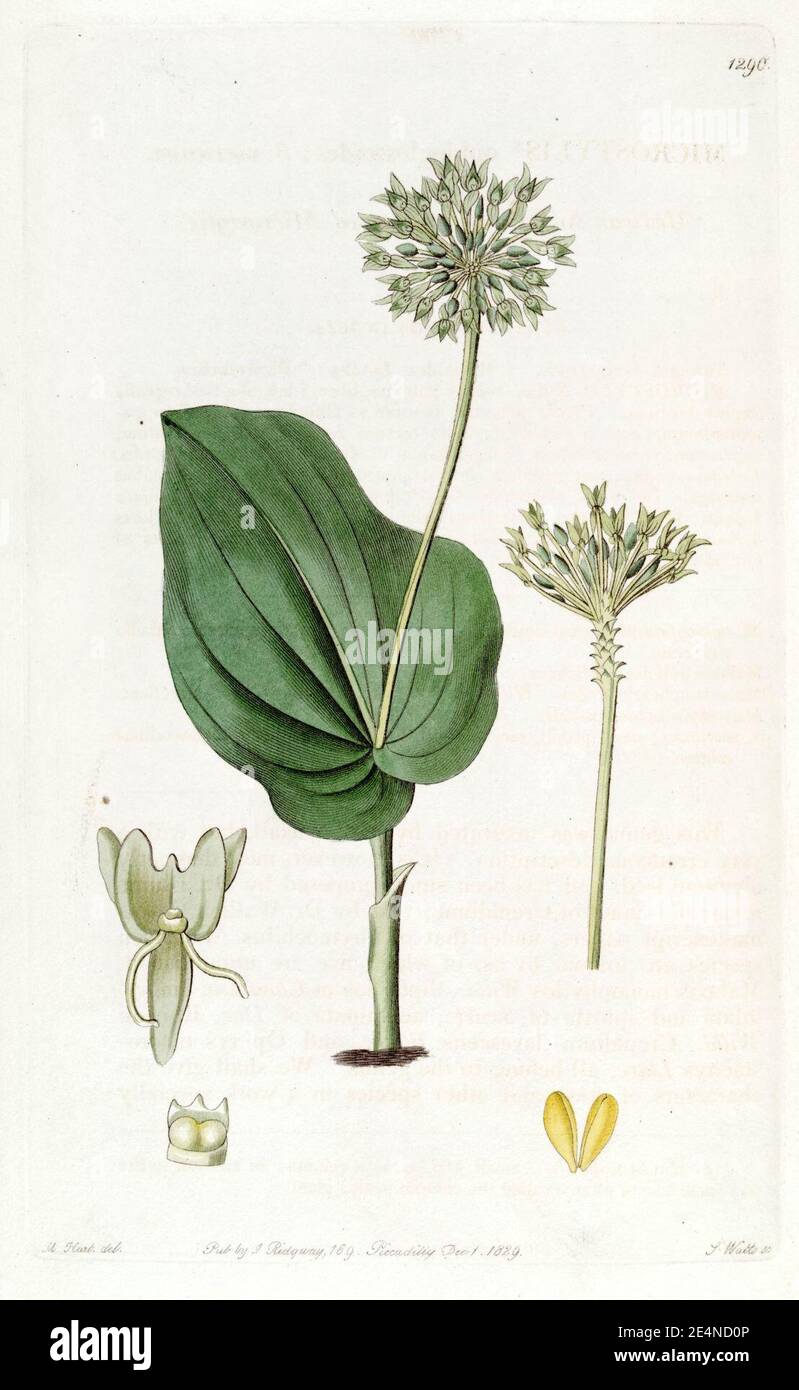 Malaxis unifolia (as Microstylis ophioglossoides) - Edwards vol 15 pl 1290 (1829). Stock Photo
