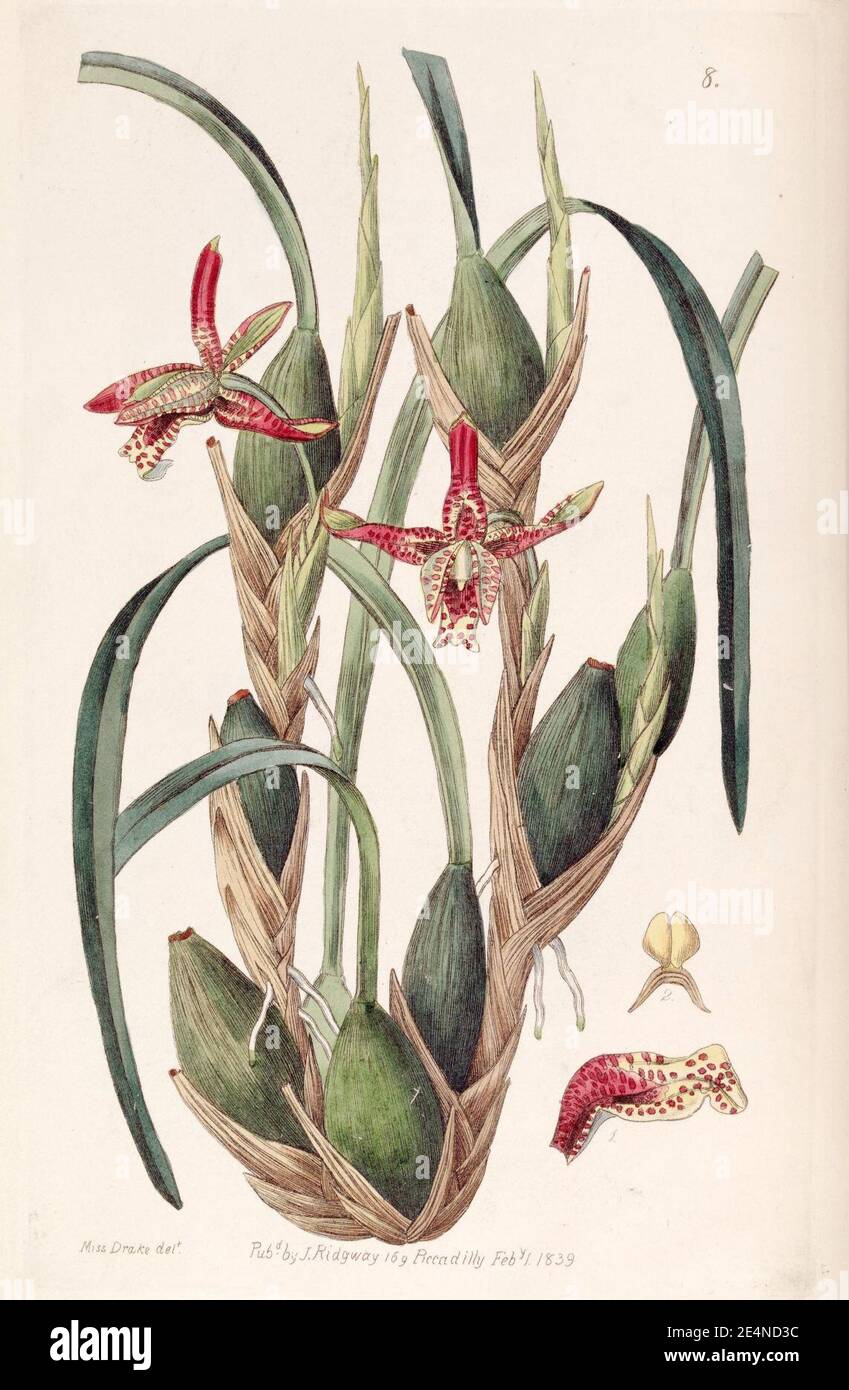 Maxillaria tenuifolia - Edwards vol 25 (NS 2) pl 8 (1839). Stock Photo