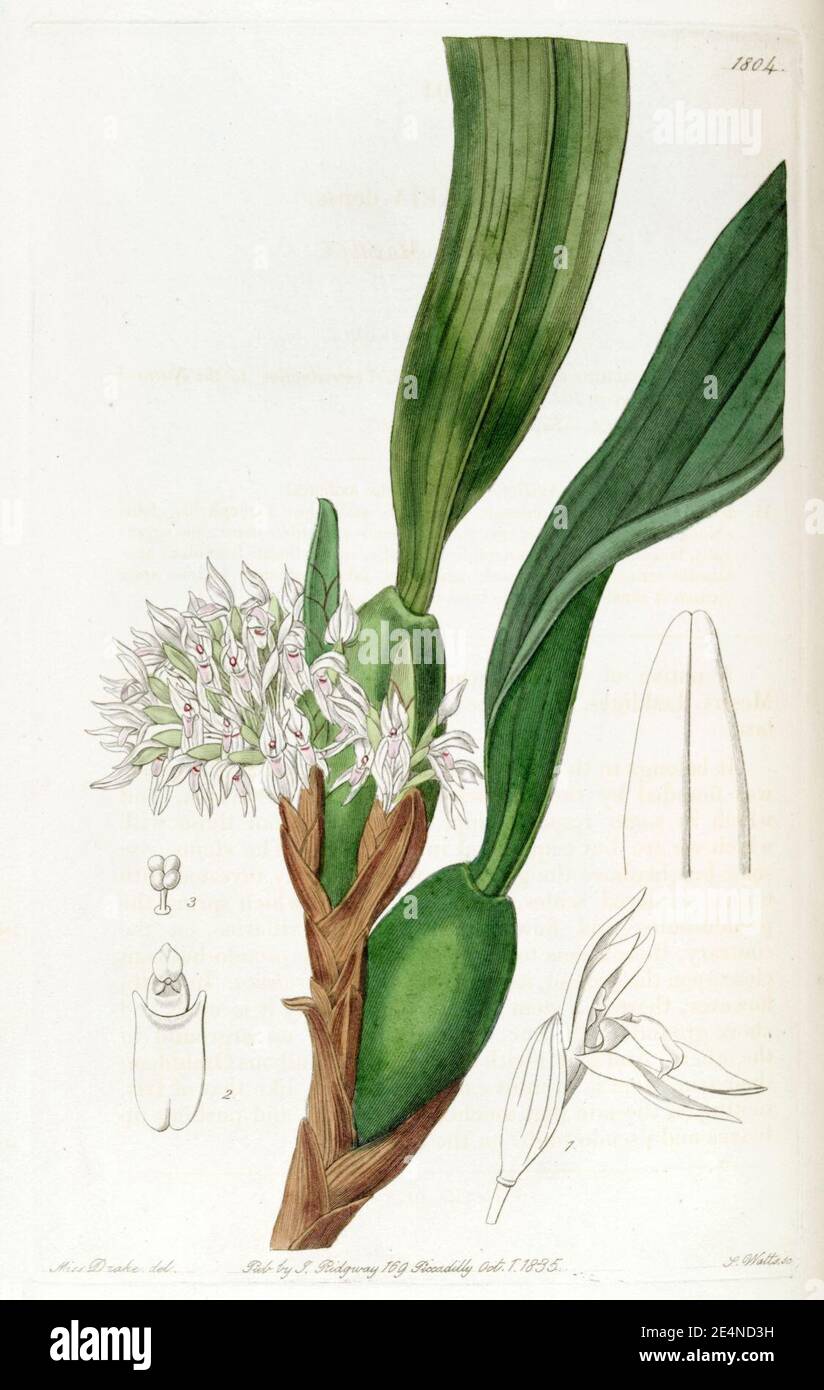 Maxillaria densa - Edwards vol 21 pl 1804 (1836). Stock Photo