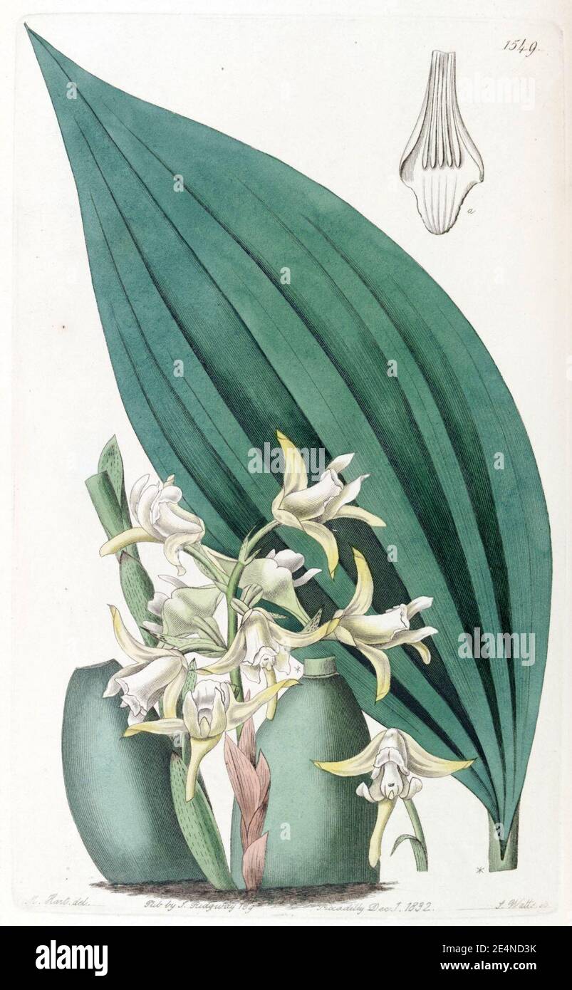 Maxillaria palmifolia (as Maxillaria decolor) - Edwards vol 18 pl 1549 (1832). Stock Photo