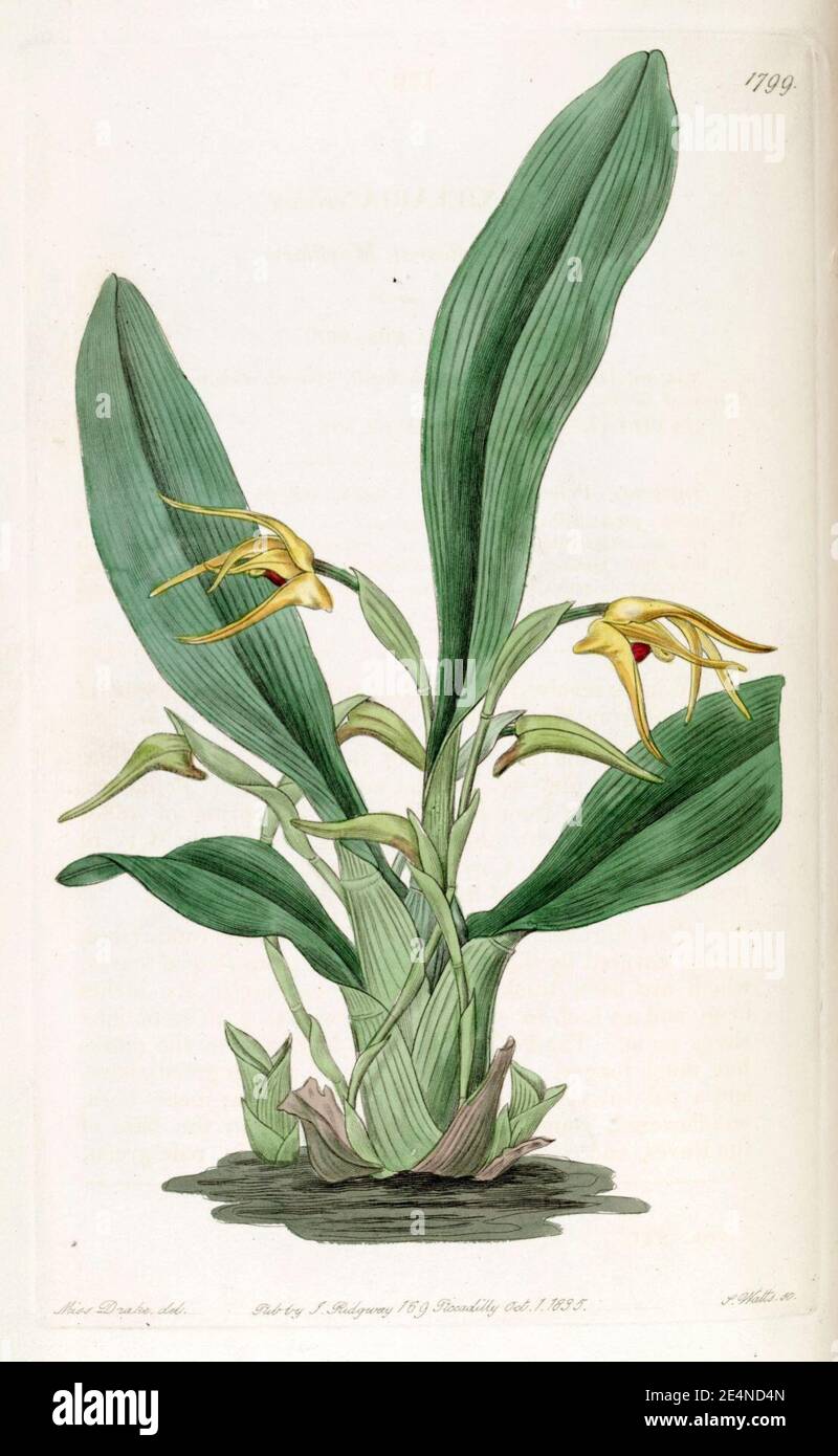 Maxillaria lindleyana (as Maxillaria crocea) - Edwards vol 21 pl 1799 (1836). Stock Photo
