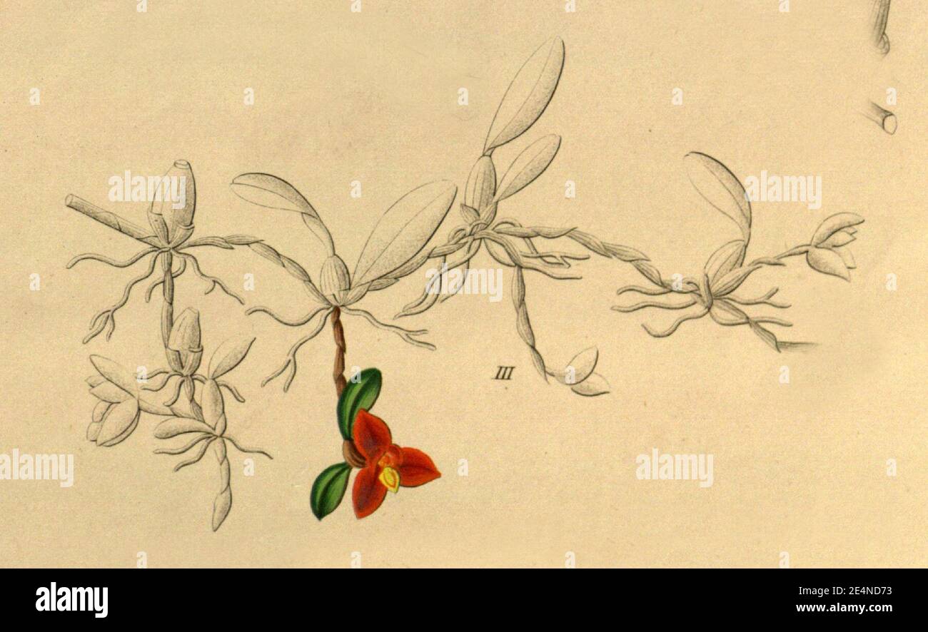 Maxillaria sophronitis (as Ornithidium sophronitis) - fig. III from Xenia vol 1 pl 84 (1858). Stock Photo
