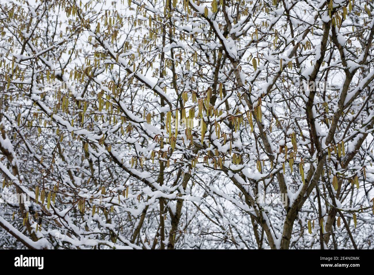 Male catkins on snow covered Corylus avellana. Catkins on Common Hazel. Stock Photo