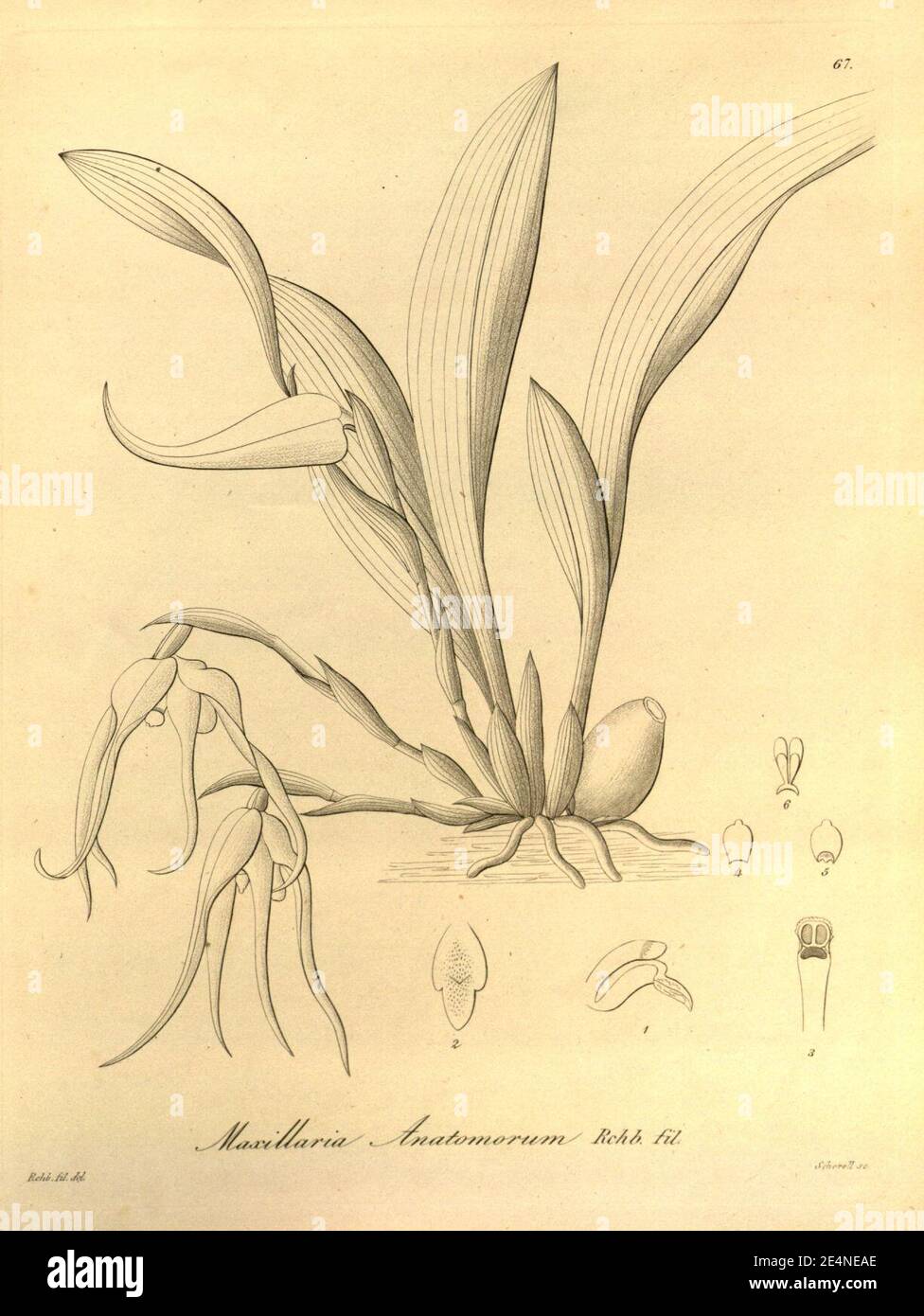 Maxillaria anatomorum - Xenia vol 1 pl 67 (1858). Stock Photo