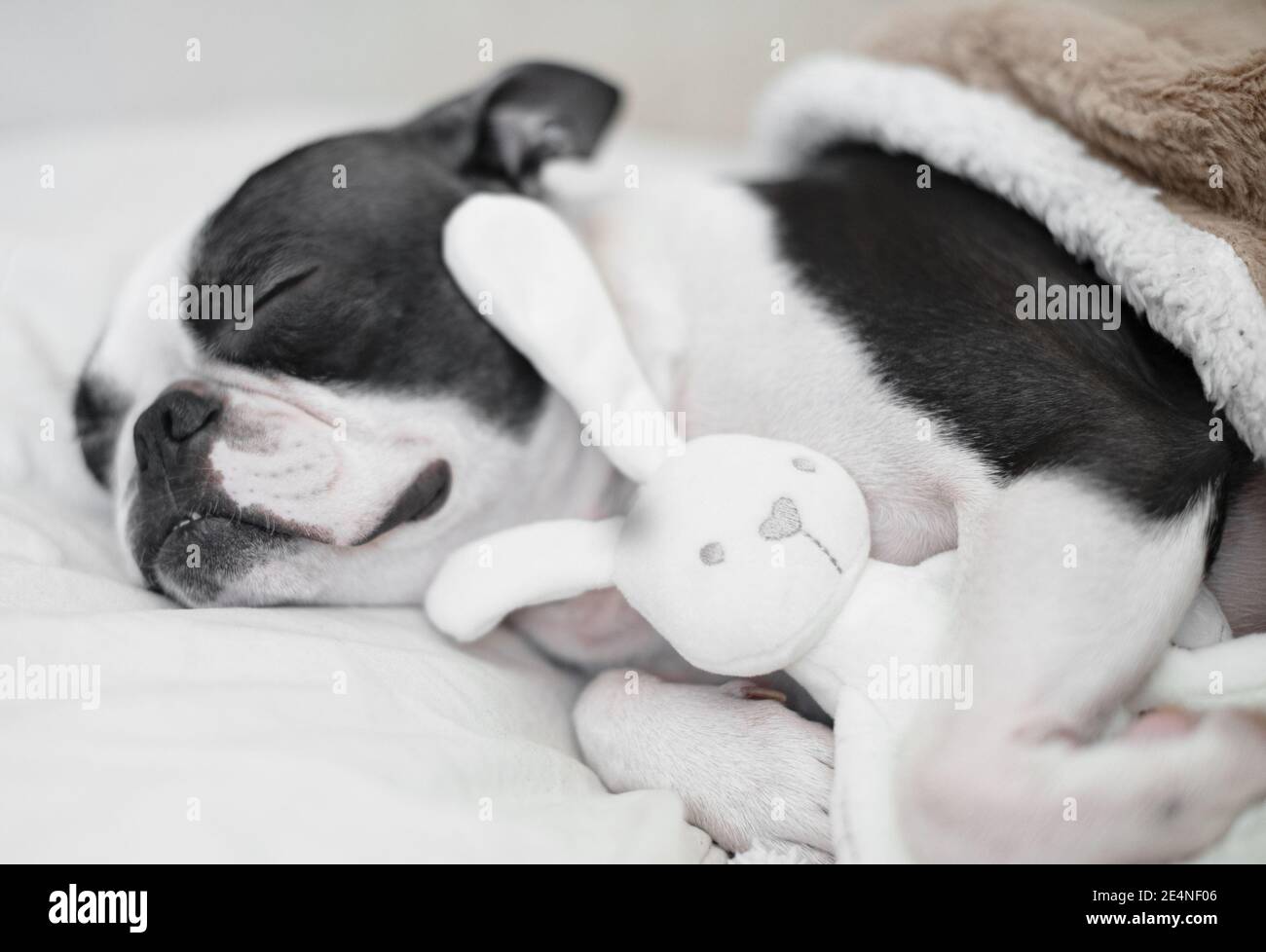 A young funny pet dog Boston Terrier with pleasure sleeps with his favorite toy - a white soft bunny in the bed under the blanket. Stock Photo