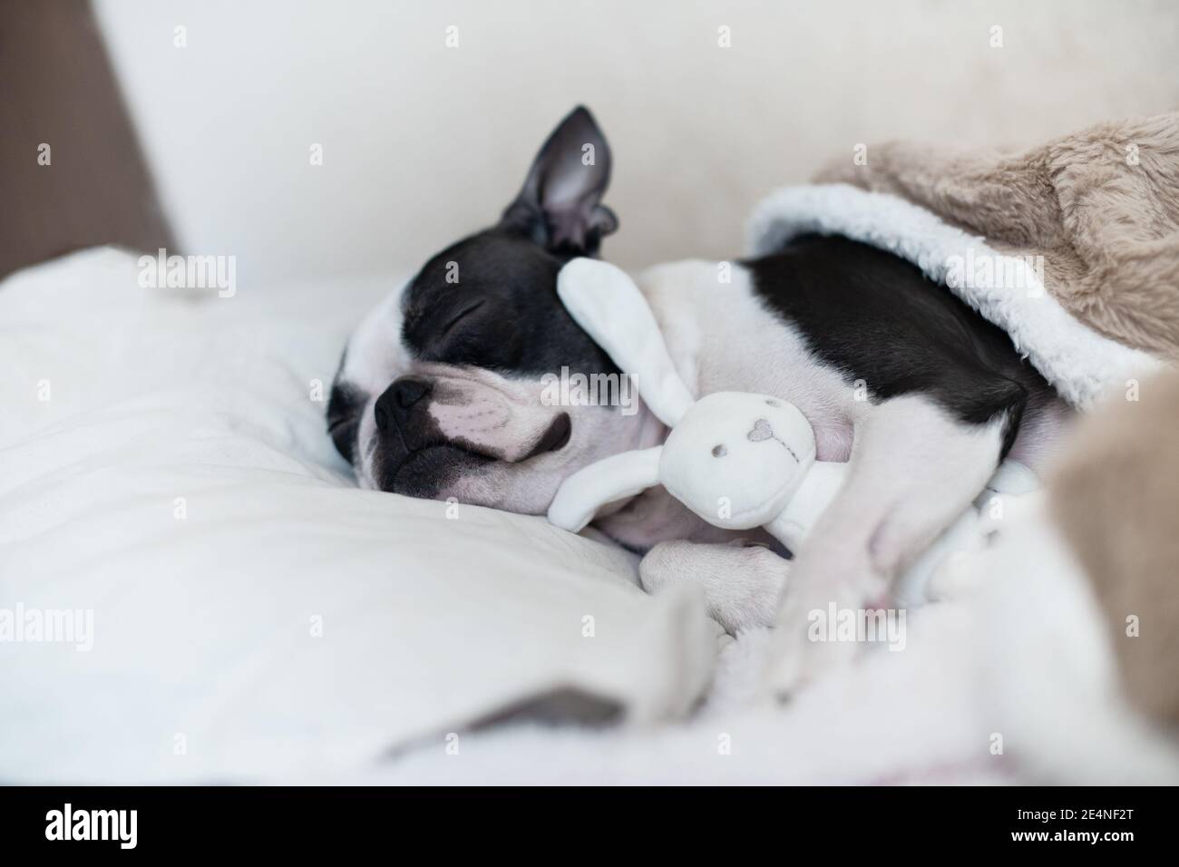 A young funny pet dog Boston Terrier with pleasure sleeps with his favorite toy - a white soft bunny in the bed under the blanket. Stock Photo