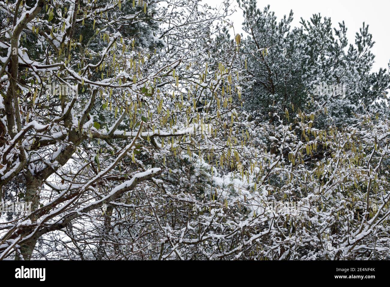 Male catkins on snow covered Corylus avellana. Catkins on Common Hazel. Stock Photo