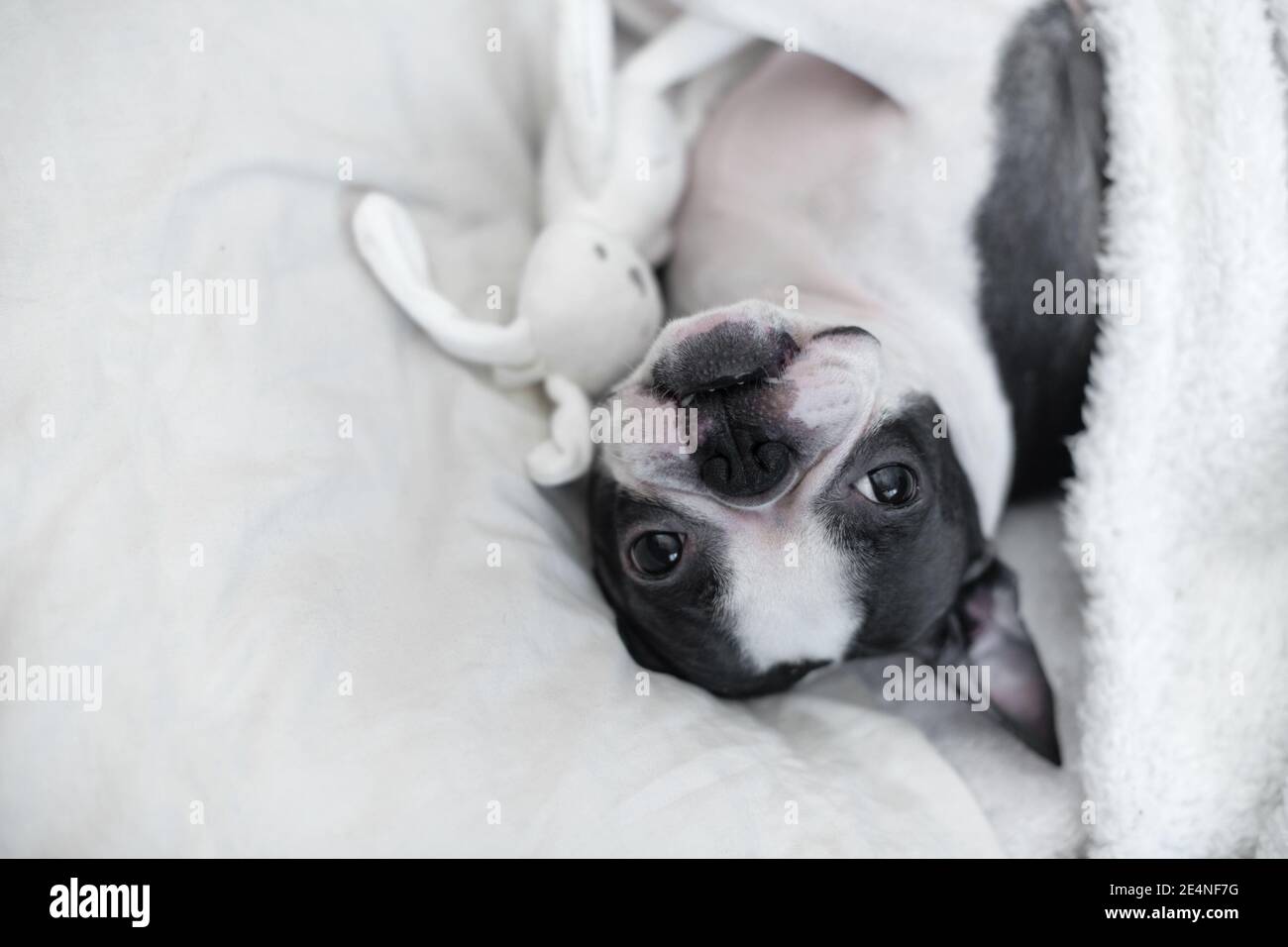 A young funny pet dog, Boston Terrier C, lies in bed under a blanket and watches with his favorite toy - a white soft bunny. Stock Photo