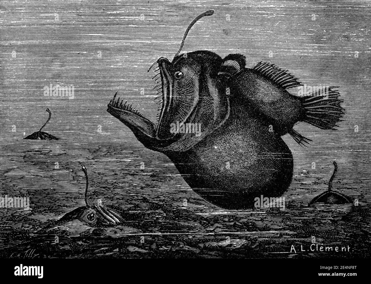 Melanocetus johnsonii4 Stock Photo Alamy