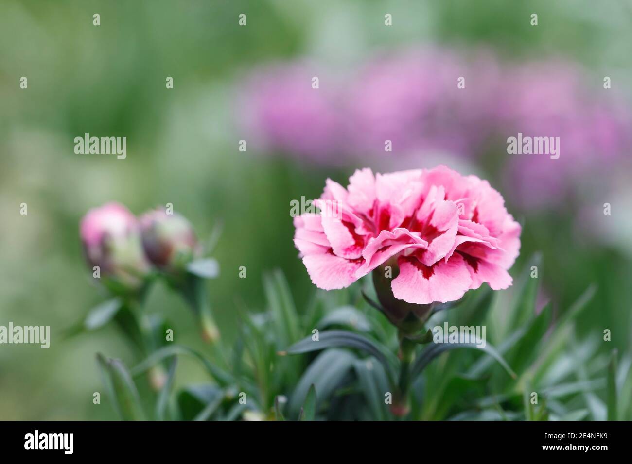 Dianthus flowers in Spring. Stock Photo
