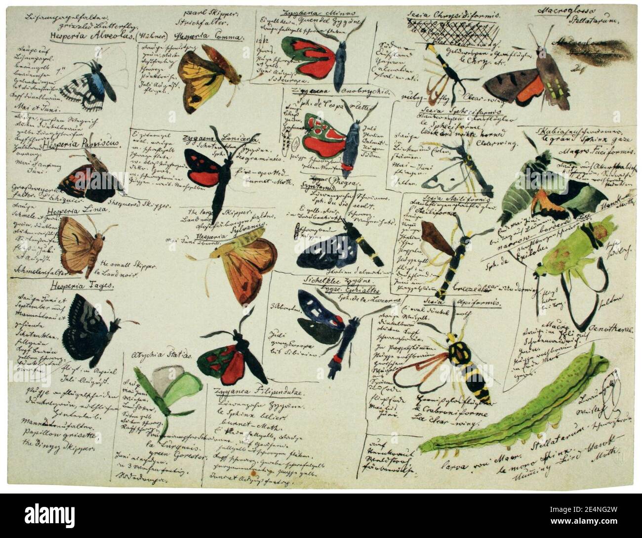 Blick unter die Ligusterhecke | Das ist die alte Seite der AGNU-Haan, image size:1300x1089