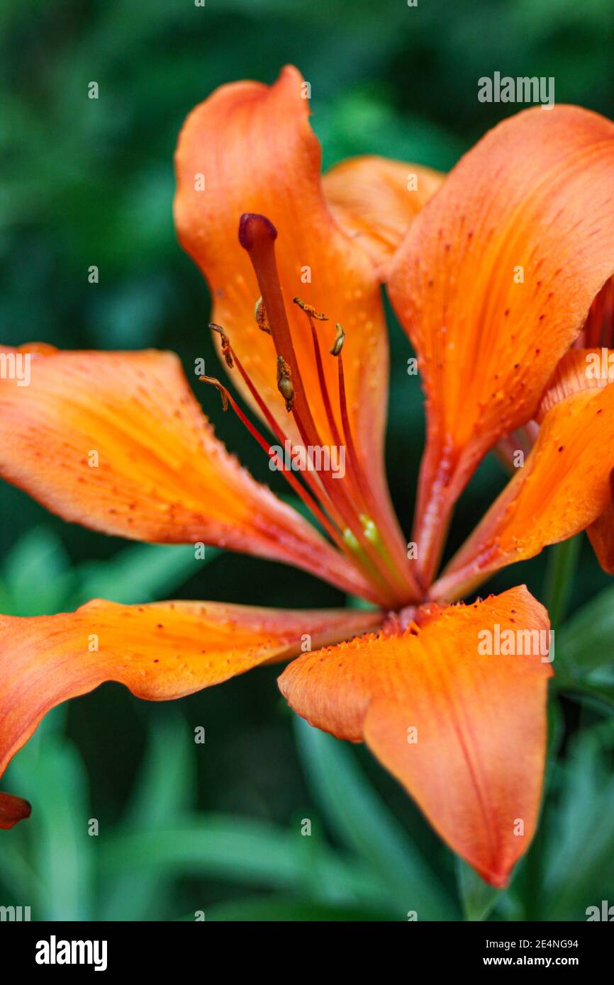 Close-up of orange lily (Lilium bulbiferum) Stock Photo