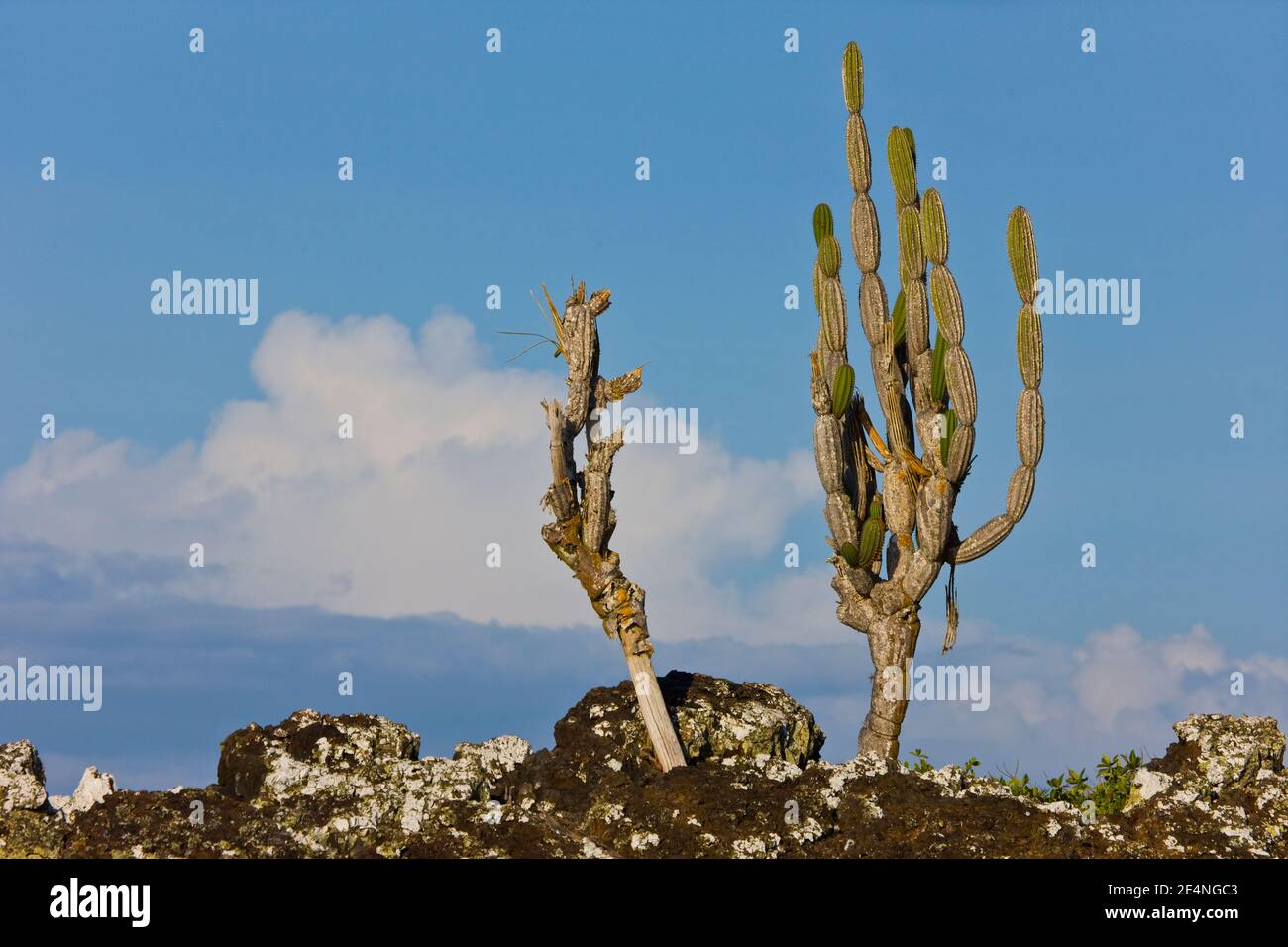 Ecuador, Isla Isabela, Islas Galapagos Stock Photo