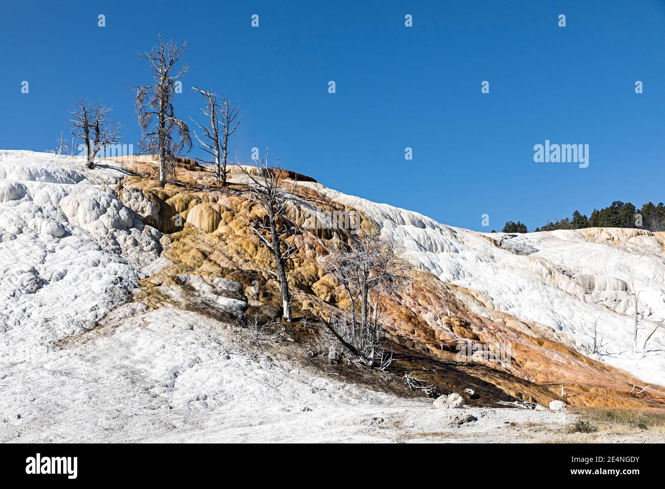 Trees caught in flow at Mammoth Hot Springs, Yellowstone National Park, Wyoming, USA Stock Photo