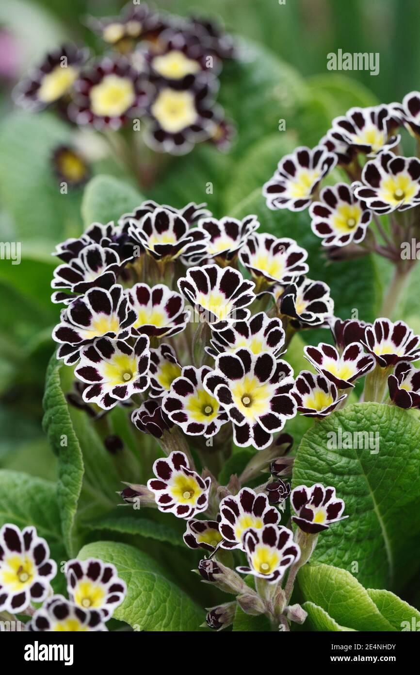 Polyanthus 'Silver Lace' flowers in the garden Stock Photo Alamy