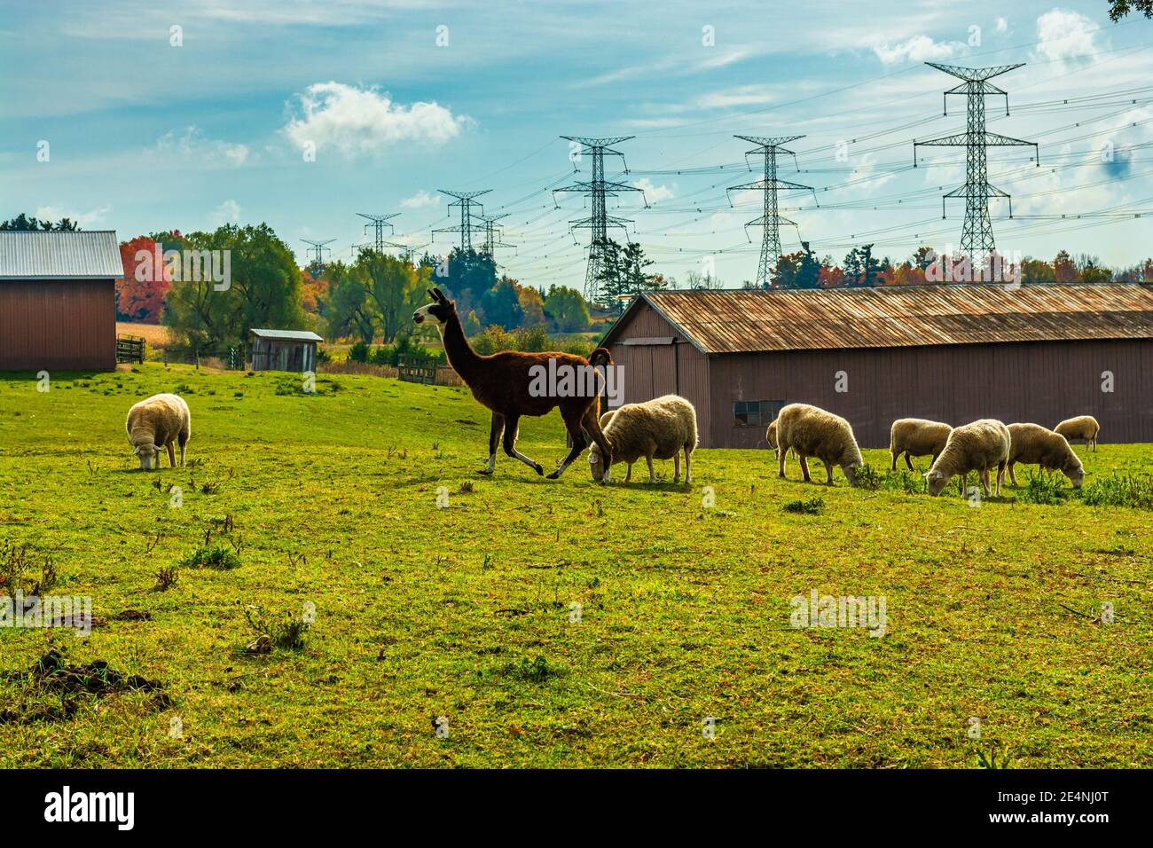 Alpacas and Sheep grazing Stock Photo Alamy