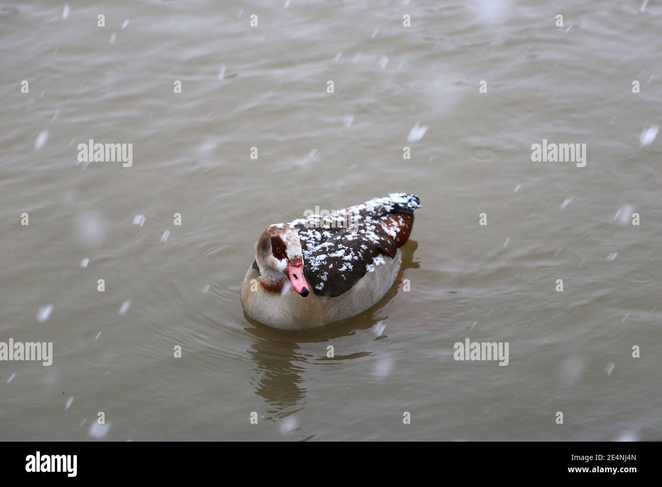 Egyptian Goose (Alopochen aegyptiacus) caught in heavy snow, Sadlers Ride, Hurst Park, East Molesey, Surrey, England, Great Britain, UK, Europe Stock Photo